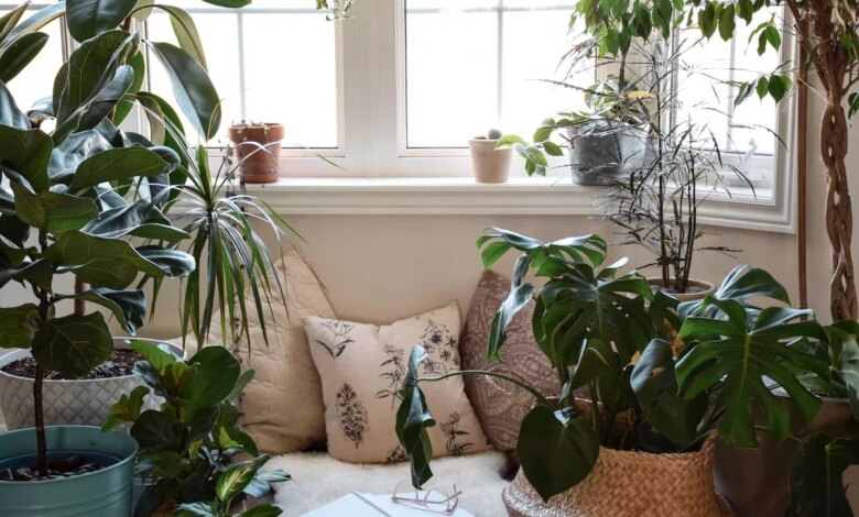 6 Tanaman Feng Shui Favorit yang Bikin Rumah Terasa Lebih Damai dan Segar