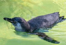 7 Burung Tak Bisa Terbang yang Justru Jago Berenang, dari Penguin hingga Kasuari
