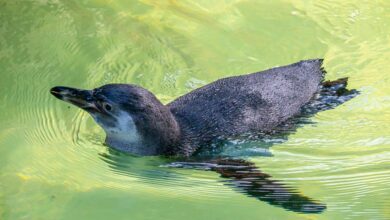 7 Burung Tak Bisa Terbang yang Justru Jago Berenang, dari Penguin hingga Kasuari