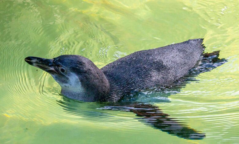 7 Burung Tak Bisa Terbang yang Justru Jago Berenang, dari Penguin hingga Kasuari