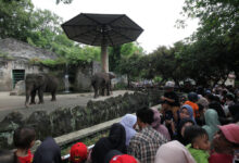 11 Destinasi Jakarta Bisa Masuk Gratis Hari Ini, Ragunan hingga 11 Museum
