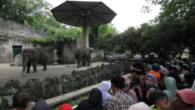 11 Destinasi Jakarta Bisa Masuk Gratis Hari Ini, Ragunan hingga 11 Museum