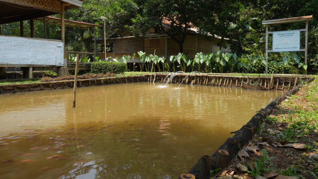 9 Ikan Konsumsi Ini Tetap Tangguh di Air Keruh, Cocok untuk Kolam Sederhana