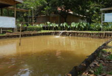 9 Ikan Konsumsi Ini Tetap Tangguh di Air Keruh, Cocok untuk Kolam Sederhana