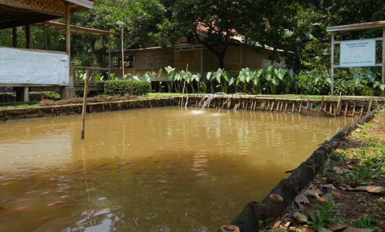 9 Ikan Konsumsi Ini Tetap Tangguh di Air Keruh, Cocok untuk Kolam Sederhana