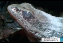 Katak Kayu yang Membeku 8 Bulan, Lalu Hidup Lagi Hanya Dalam Hitungan Jam