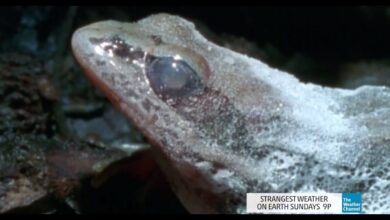 Katak Kayu yang Membeku 8 Bulan, Lalu Hidup Lagi Hanya Dalam Hitungan Jam