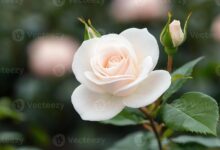 6 Prompt Gemini AI untuk Foto di Kebun Mawar, Hasil Elegan dan Realistis