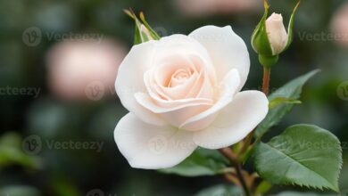 6 Prompt Gemini AI untuk Foto di Kebun Mawar, Hasil Elegan dan Realistis