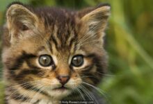 4 Perbedaan Ilmiah Kucing Domestik dan Kucing Liar, dari Sosial hingga Bertahan Hidup