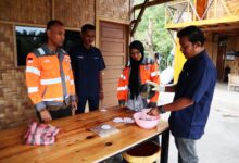 Limbah Kelapa Pantai Lampuuk Jadi Pakan Ternak, Biaya Peternak Turun 60 Persen