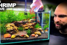 10 Ikan Air Tawar yang Bisa Hidup Rukun dengan Udang, Ini yang Paling Aman