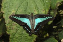 Kenapa Hewan Biru Begitu Langka, Ternyata Alam Hampir Tak Punya Pigmen Ini