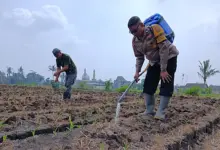 Polisi Turun ke Lahan Jagung Cemorokandang, Ketahanan Pangan Dirawat dari Akar Rumput