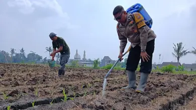 Polisi Turun ke Lahan Jagung Cemorokandang, Ketahanan Pangan Dirawat dari Akar Rumput