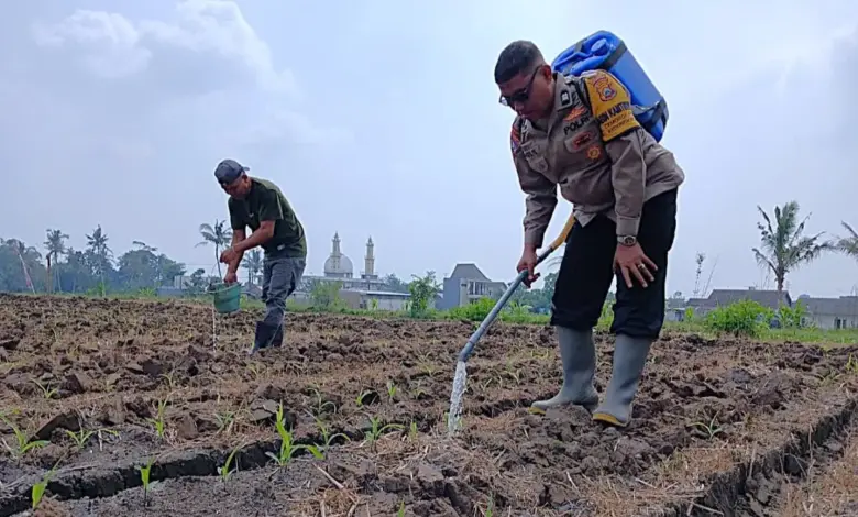 Polisi Turun ke Lahan Jagung Cemorokandang, Ketahanan Pangan Dirawat dari Akar Rumput