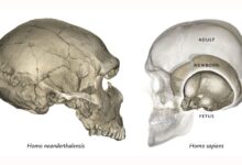 Bayi Neanderthal Ini Ternyata Mirip Manusia Modern, Rahimnya Simpan Petunjuk Mengejutkan