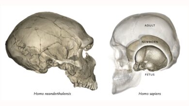 Bayi Neanderthal Ini Ternyata Mirip Manusia Modern, Rahimnya Simpan Petunjuk Mengejutkan