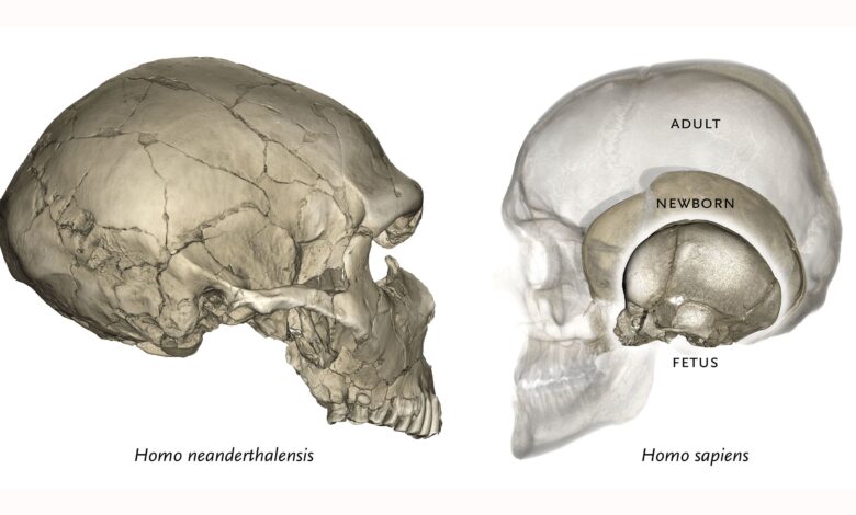 Bayi Neanderthal Ini Ternyata Mirip Manusia Modern, Rahimnya Simpan Petunjuk Mengejutkan