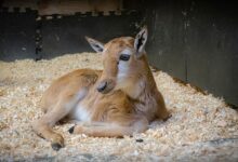 Bontebok Hampir Punah, Kini Bangkit Lagi dari Sisa 17 Ekor hingga Ribuan Ekor
