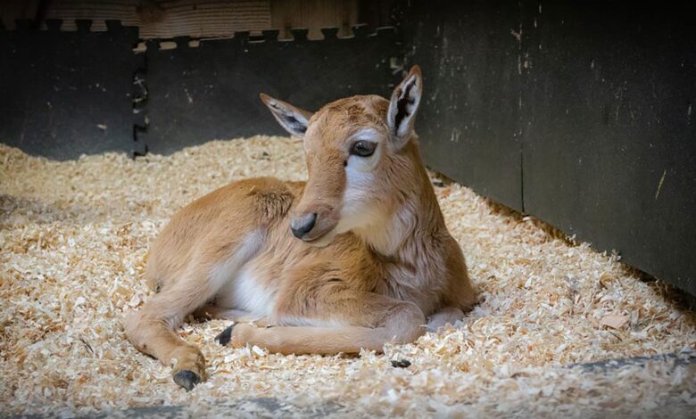 Bontebok Hampir Punah, Kini Bangkit Lagi dari Sisa 17 Ekor hingga Ribuan Ekor