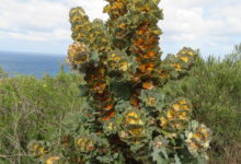 Royal Hakea dari Australia Barat, Daunnya Berubah Warna dan Tahan Kebakaran