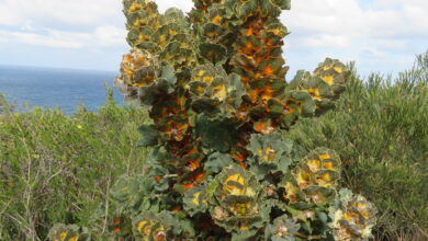 Royal Hakea dari Australia Barat, Daunnya Berubah Warna dan Tahan Kebakaran
