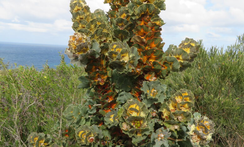 Royal Hakea dari Australia Barat, Daunnya Berubah Warna dan Tahan Kebakaran