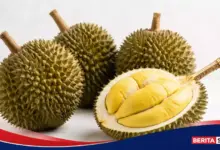 Durian Ternyata Lahir dari Hutan Kalimantan, Ini Manfaatnya Bagi Tubuh