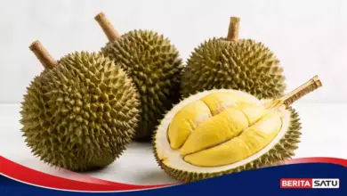 Durian Ternyata Lahir dari Hutan Kalimantan, Ini Manfaatnya Bagi Tubuh