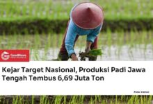 Produksi Padi Jawa Tengah Tembus 6,69 Juta Ton, Ancaman Kemarau Mulai Menguji