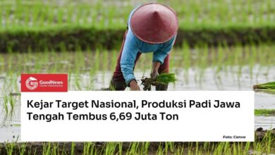 Produksi Padi Jawa Tengah Tembus 6,69 Juta Ton, Ancaman Kemarau Mulai Menguji