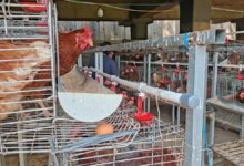 7 Desain Kandang Ayam Pintu Geser, Solusi Hemat Ruang untuk Lahan Sempit