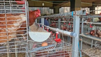 7 Desain Kandang Ayam Pintu Geser, Solusi Hemat Ruang untuk Lahan Sempit