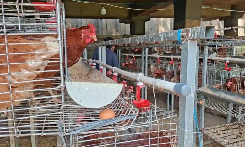 7 Desain Kandang Ayam Pintu Geser, Solusi Hemat Ruang untuk Lahan Sempit
