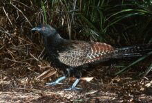 Pheasant Coucal, Kukuk Australia yang Lebih Sering Berjalan dan Membesarkan Anak Sendiri