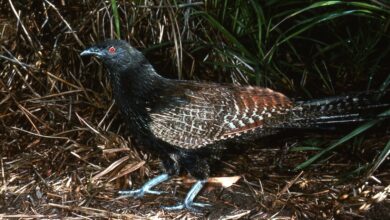 Pheasant Coucal, Kukuk Australia yang Lebih Sering Berjalan dan Membesarkan Anak Sendiri