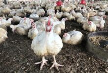 Harga Ayam Jatuh di Bawah HPP, Kementan Turun Tangan Redam Pasokan Berlebih