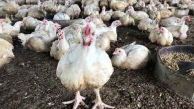 Harga Ayam Jatuh di Bawah HPP, Kementan Turun Tangan Redam Pasokan Berlebih