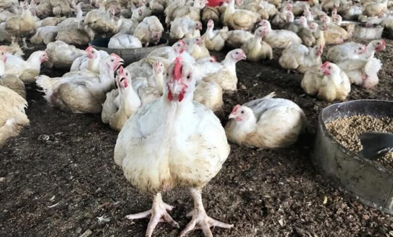 Harga Ayam Jatuh di Bawah HPP, Kementan Turun Tangan Redam Pasokan Berlebih