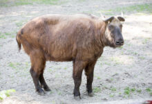 Mishmi Takin, Raksasa Pegunungan yang Hampir Tak Pernah Terlihat