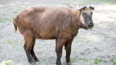 Mishmi Takin, Raksasa Pegunungan yang Hampir Tak Pernah Terlihat