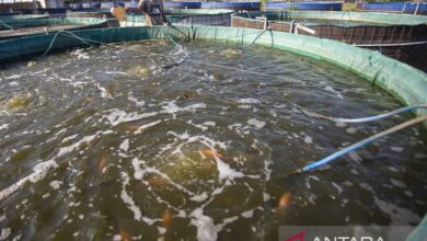KKP Dorong 40 Ribu Lokasi Budidaya Tematik, Pasokan Ikan MBG Makin Dekat
