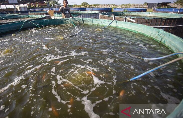 KKP Dorong 40 Ribu Lokasi Budidaya Tematik, Pasokan Ikan MBG Makin Dekat