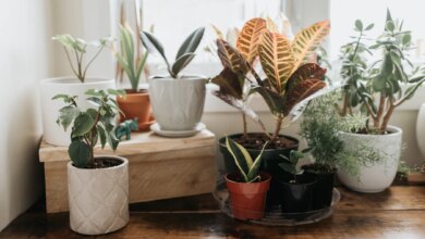 10 Tanaman Hias Daun yang Tetap Kuat Saat Rumah Kosong Berminggu-minggu