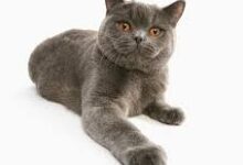 13 Warna British Shorthair, Dari Biru Klasik ke Emas yang Paling Dicari