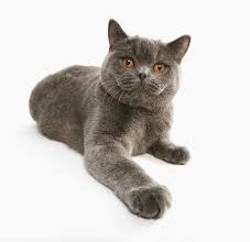 13 Warna British Shorthair, Dari Biru Klasik ke Emas yang Paling Dicari