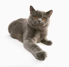 13 Warna British Shorthair, Dari Biru Klasik ke Emas yang Paling Dicari