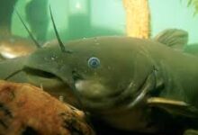 Lele Bullhead Hitam Amerika, Kecil Tapi Punya Patil Berbisa dan Tahan di Air Minim Oksigen